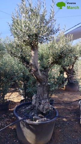 OLEA EUROPAEA C280-350L 80/100 HT250/300