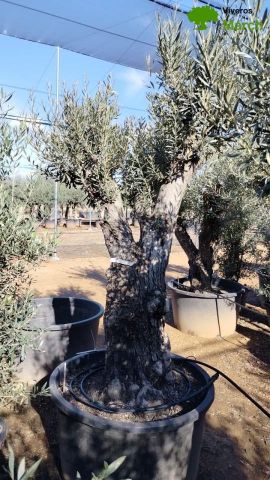 OLEA EUROPAEA C280-350L 80/100 HT250/300