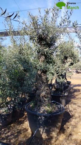 OLEA EUROPAEA C280-350L 80/100 HT250/300