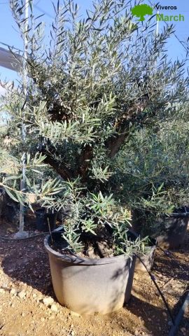 OLEA EUROPAEA C280-350L 80/100 HT250/300
