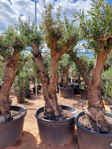 OLEA EUROPAEA C280-350L 80/100 HT250/300