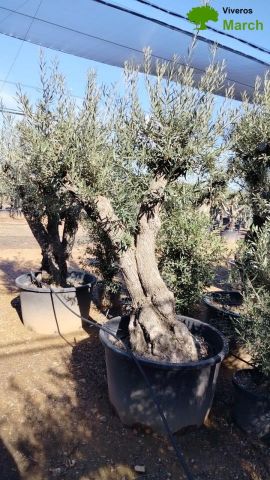 OLEA EUROPAEA C280-350L 80/100 HT250/300