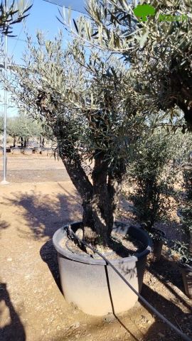 OLEA EUROPAEA C280-350L 80/100 HT250/300