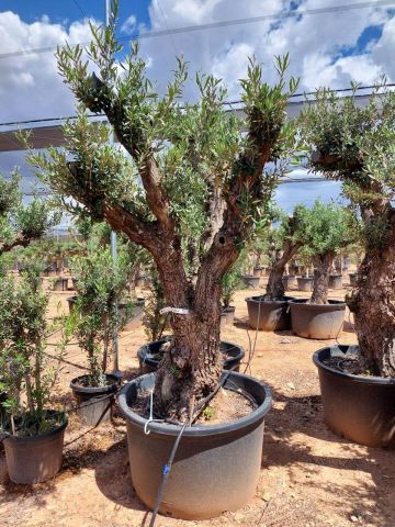 OLEA EUROPAEA C280-350L 80/100 HT250/300
