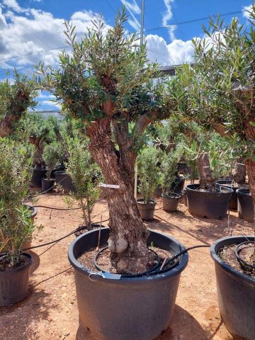 OLEA EUROPAEA C280-350L 80/100 HT250/300