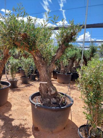 OLEA EUROPAEA C280-350L 80/100 HT250/300