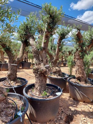 OLEA EUROPAEA C280-350L 80/100 HT250/300