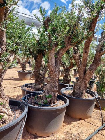OLEA EUROPAEA C280-350L 80/100 HT250/300