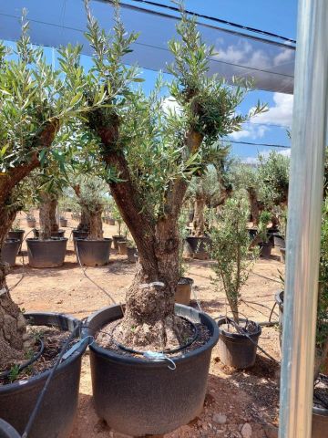 OLEA EUROPAEA C280-350L 80/100 HT250/300