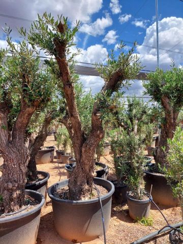 OLEA EUROPAEA C280-350L 80/100 HT250/300