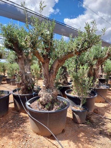 OLEA EUROPAEA C280-350L 80/100 HT250/300