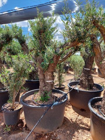 OLEA EUROPAEA C280-350L 80/100 HT250/300