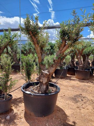 OLEA EUROPAEA C280-350L 80/100 HT250/300