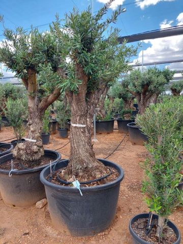 OLEA EUROPAEA C280-350L 80/100 HT250/300