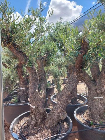 OLEA EUROPAEA C280-350L 80/100 HT250/300