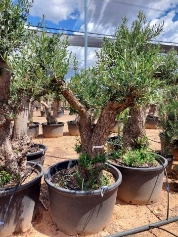 OLEA EUROPAEA C280-350L 80/100 HT250/300