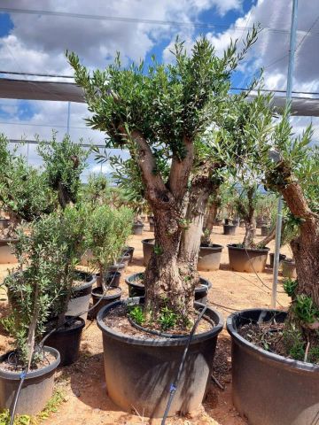 OLEA EUROPAEA C280-350L 80/100 HT250/300
