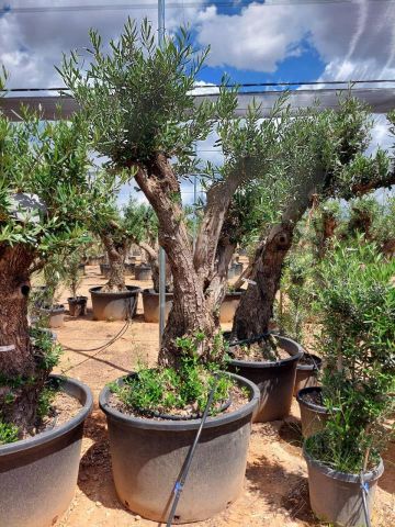 OLEA EUROPAEA C280-350L 80/100 HT250/300