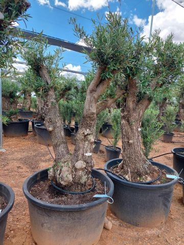 OLEA EUROPAEA C280-350L 80/100 HT250/300