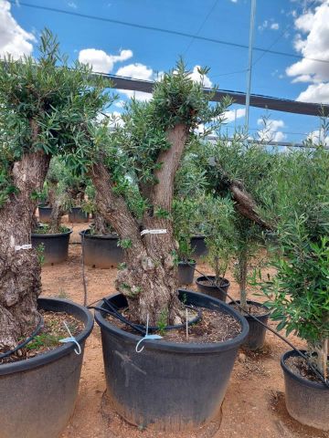 OLEA EUROPAEA C280-350L 80/100 HT250/300