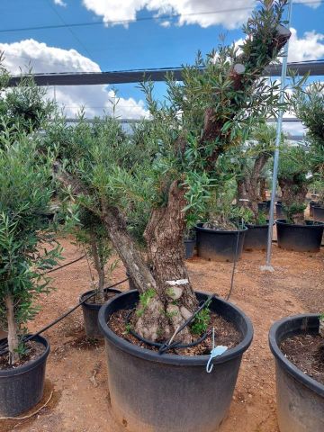 OLEA EUROPAEA C280-350L 80/100 HT250/300