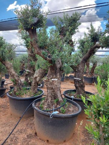 OLEA EUROPAEA C280-350L 80/100 HT250/300