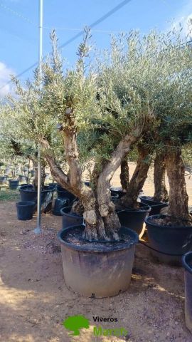 PROMO OLEA EUROPAEA C280-350L 80/100 HT250/300