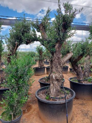 OLEA EUROPAEA C280-350L 80/100 HT250/300
