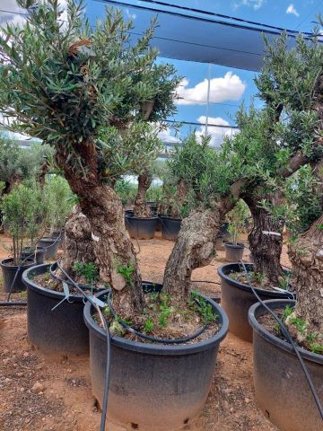 OLEA EUROPAEA C280-350L 80/100 HT250/300