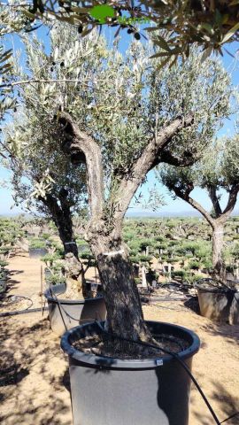 OLEA EUROPAEA C280-350L 80/100 HT250/300