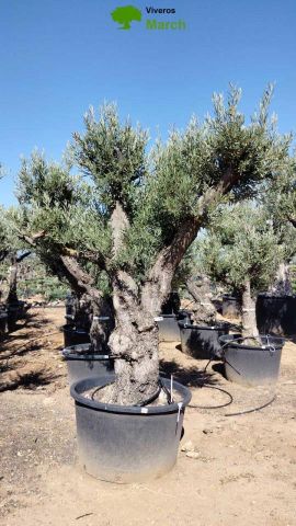 OLEA EUROPAEA C280-350L 80/100 HT250/300