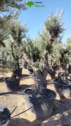 OLEA EUROPAEA C280-350L 80/100 HT250/300