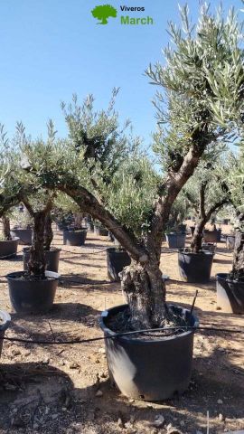 OLEA EUROPAEA C280-350L 80/100 HT250/300
