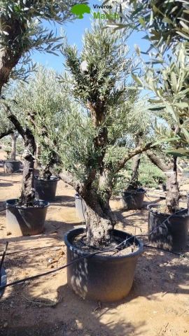 OLEA EUROPAEA C280-350L 80/100 HT250/300