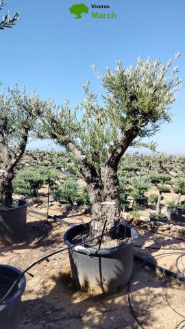 OLEA EUROPAEA C280-350L 80/100 HT250/300