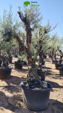 OLEA EUROPAEA C280-350L 80/100 HT250/300