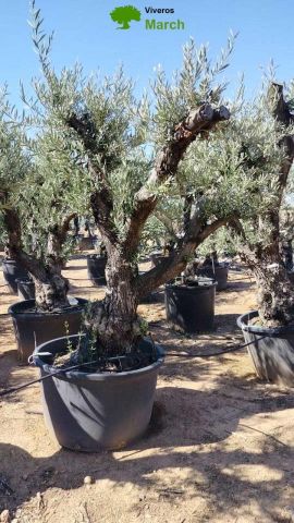 OLEA EUROPAEA C280-350L 80/100 HT250/300