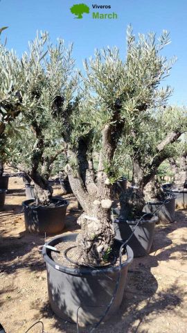 OLEA EUROPAEA C280-350L 80/100 HT250/300