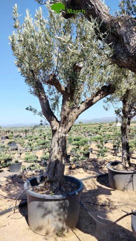 OLEA EUROPAEA C280-350L 80/100 HT250/300