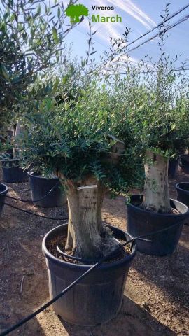 OLEA EUROPAEA C150L 80/100 HT160/180 Intensivo