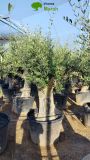 OLEA EUROPAEA C150L 80/100 HT160/180 Intensivo