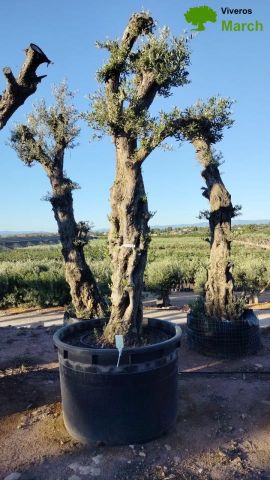 OLIVO FORMA NATURAL 100/120 HT 350/500