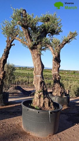 OLIVO FORMA NATURAL 100/120 HT 350/500
