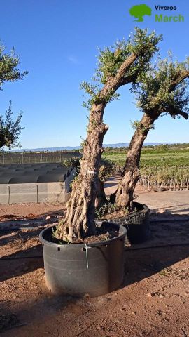 OLIVO FORMA NATURAL 80/100 HT 350/500