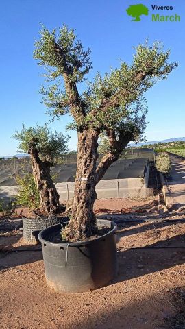 OLIVO FORMA NATURAL 80/100 HT 350/500