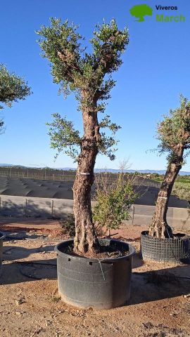 OLIVO FORMA NATURAL 80/100 HT 350/500