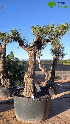 OLIVO FORMA NATURAL 80/100 HT 350/500