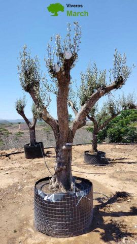 OLEA EUROPAEA CPTM 100/120 HT 250/300