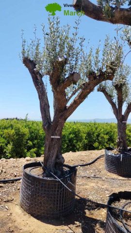 OLEA EUROPAEA CPTM 100/120 HT 250/300