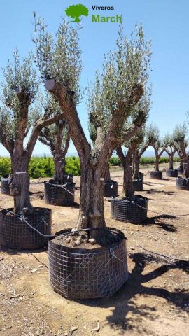 OLEA EUROPAEA CPTM 100/120 HT 250/300